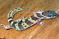 San Diego Banded Gecko