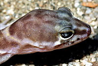 San Diego Banded Gecko