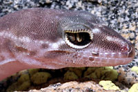 San Diego Banded Gecko