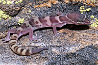 San Diego Banded Gecko