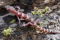 San Diego Banded Gecko