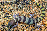 San Diego Banded Gecko