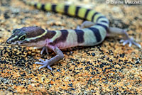San Diego Banded Gecko