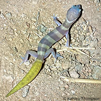 San Diego Banded Gecko