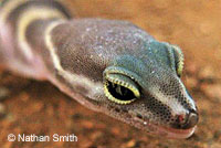 San Diego Banded Gecko