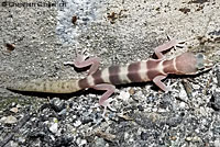 San Diego Banded Gecko