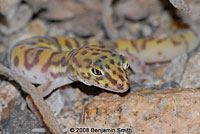 Desert Banded Gecko