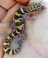 Desert Banded Gecko