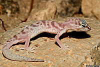 Desert Banded Gecko