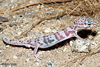 Desert Banded Gecko