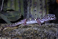 Desert Banded Gecko