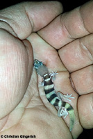 San Diego Banded Gecko