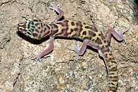 Desert Banded Gecko