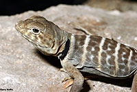 Baja California Collared Lizard