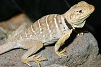 Baja California Collared Lizard