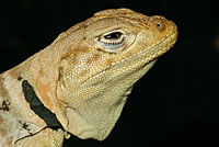 Baja California Collared Lizard