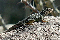 Baja California Collared Lizard