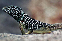 Baja California Collared Lizard