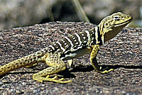 Baja California Collared Lizard