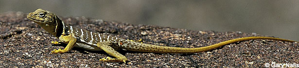 Baja California Collared Lizard