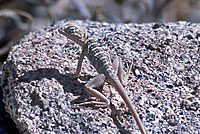 Baja California Collared Lizard