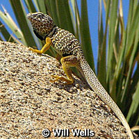 Baja California Collared Lizard