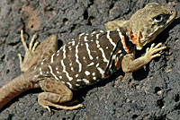 Baja California Collared Lizard