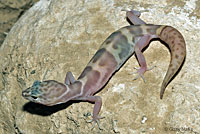 Desert Banded Gecko