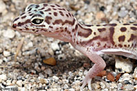 Desert Banded Gecko