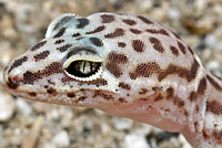 Desert Banded Gecko