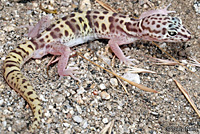 Desert Banded Gecko