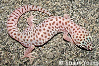 Desert Banded Gecko