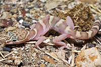 Desert Banded Gecko