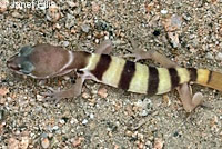 Desert Banded Gecko