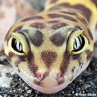 Desert Banded Gecko