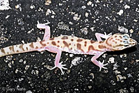 Desert Banded Gecko