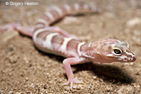 Desert Banded Gecko