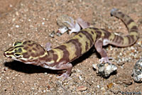 Desert Banded Gecko