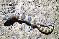 Desert Banded Gecko