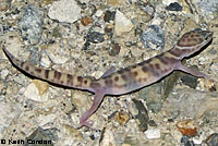 Desert Banded Gecko