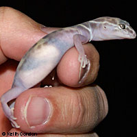 Desert Banded Gecko