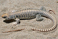 Northern Desert Iguana