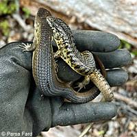 Shasta Alligator Lizards