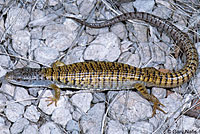 Shasta Alligator Lizard