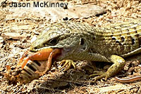 Shasta Alligator Lizard