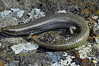 Variegated Skink