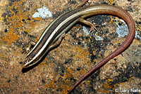 Variegated Skink