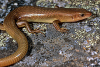 Greater Brown Skink