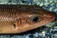 Greater Brown Skink