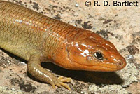 Greater Brown Skink